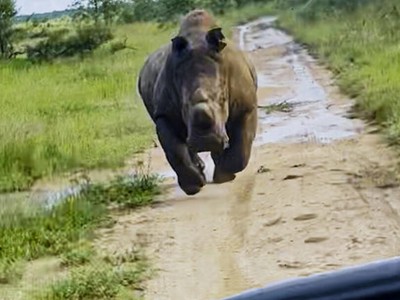 Ánh mắt lỡ chạm nhau, đoàn khách du lịch bị tê giác đuổi "bán sống bán chết"