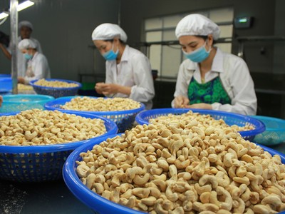 Vinacas kiến nghị áp thuế xuất 25% với hạt điều đã bóc vỏ.