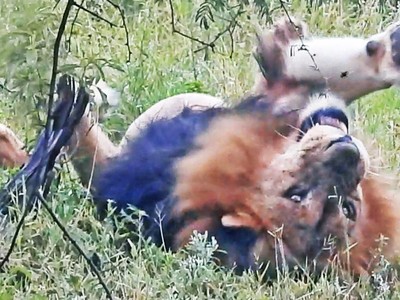 Vua sư tử, thành viên của clan đáng sợ nhất châu Phi cũng phải "chào thua" trước sinh vật tý hon