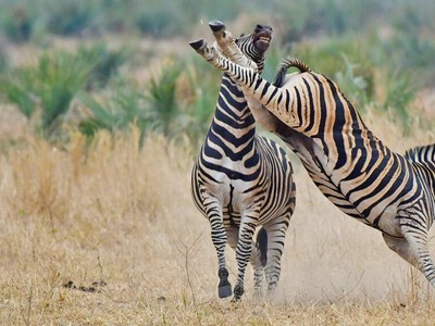 Ngựa vằn tung vó đá tung "mỏ" đồng đội
