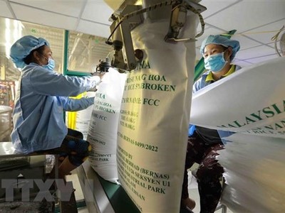 Đóng bao sản phẩm gạo xuất khẩu của Công ty TNHH gạo Vinh Phát ở thành phố Long Xuyên, An Giang. (Ảnh: Vũ Sinh/TTXVN)