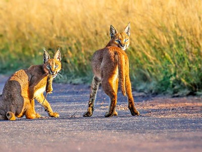 Bài học huấn luyện con khéo léo của mèo Caracal
