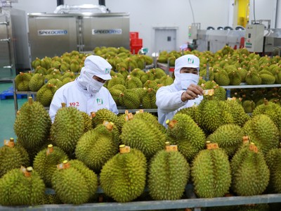 Nửa đầu năm 2023, Trung Quốc đã chi 835 triệu USD mua sầu riêng Việt Nam.
