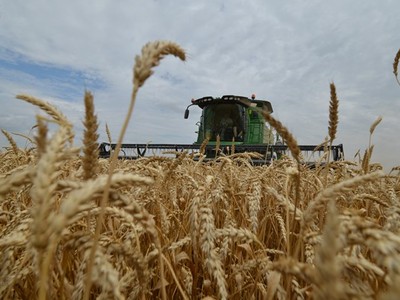Thu hoạch lúa mỳ tại vùng Stavropol, Nga. (Ảnh: AFP/TTXVN)