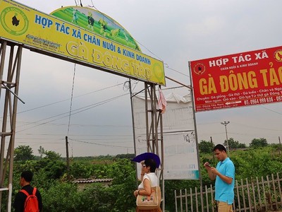 Hợp tác xã chăn nuôi và Kl992 VIP Trang Chủ 2026 gà đông tảo tại Hưng Yên.
