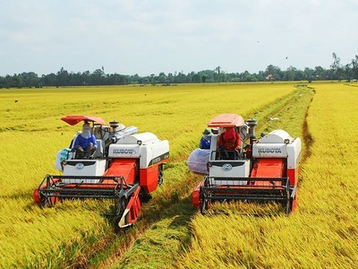 Ngành gạo cần giữ chất lượng, thương hiệu gạo giữa biến động lương thực toàn cầu.