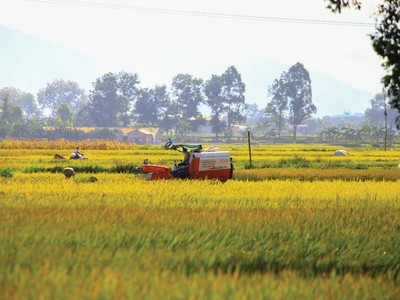 Ngành gạo Việt Nam vẫn đang đứng trước nhiều yếu tố thuận lợi.