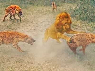 Vua sư tử "đơn thân độc mã" quần thảo giữa bầy linh cẩu đói khát
