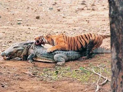 Trận chiến làm nên tên tuổi của "huyền thoại" hổ bengal 