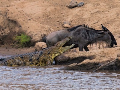 Cá sấu sông Nile vỡ mộng khi gặp phải một con mồi "không biết sợ"