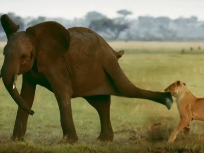 Bị tấn công bất ngờ, chú voi rừng cho sư tử "hiểu" ai mới là chủ nhân của rừng rậm