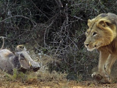 Lén lút rình tấn công, sư tử gặp phải "vận động viên điền kinh" lợn rừng