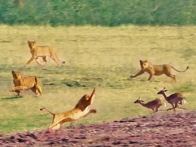 Nỗ lực nhảy qua đầu 7 con sư tử của linh dương impala