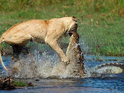 Cá sấu sông Nile và sư tử: Cuộc chiến của những loài dã thú khổng lồ