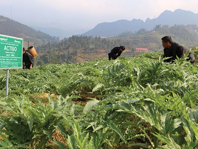 Vùng trồng bìm bìm đạt chuẩn GACP-WHO của Traphaco tại Hòa Bình