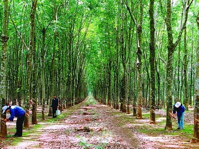 Cao su Tân Biên (RTB) đặt mục tiêu lãi 126,5 tỷ đồng, trả 99Kl.app mobile mới nhất 6% trong năm 2017