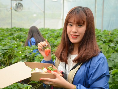Vườn dâu tây ở Sa Pa thu phí tham quan 4 ngày nghỉ lễ
