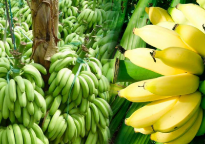 Giá chuối đã bắt đầu tăng.