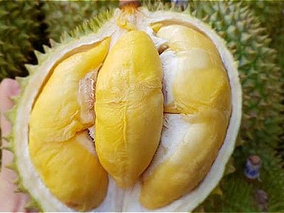 Sầu riêng tăng giá mạnh. Ảnh:HC.