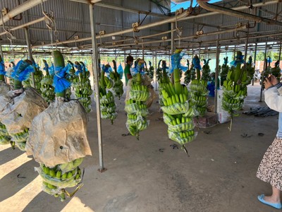 Năm 2023, Hoàng Anh Gia Lai (HAG) đặt kế hoạch đi ngang và muốn thoái vốn tại nhóm HAGL Agrico (HNG)