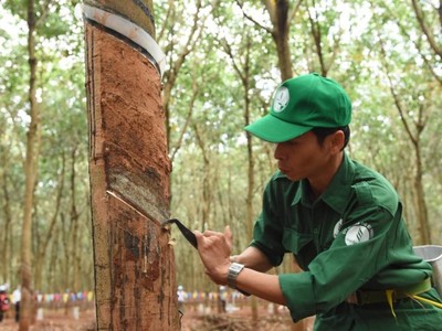 Cao su Phước Hoà (PHR): Kl99 nổ hũ quý IV/2025 giảm 70%, mục tiêu lãi 2026 đạt 762,49 tỷ đồng
