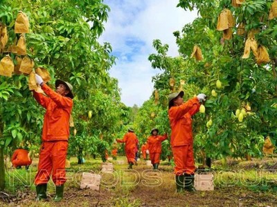 Lãi ròng quý III/2024 đạt 28 tỷ đồng, 9 tháng Nafoods (NAF) hoàn thành 71% kế hoạch Kl99 nổ hũ năm