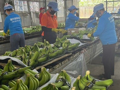 Chủ tịch HAGL (HAG): giá chuối tăng cao và hoàn nhập dự phòng giúp Kl99 nổ hũ cả năm có thể đạt 2.500 tỷ đồng 