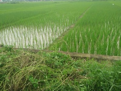 Ảnh Internet