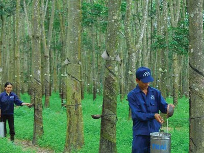 Cao su Tây Ninh (TRC) công bố báo Kl99 nổ hũ quý II/2020 giảm tới 43,5%