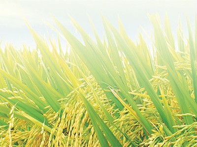 Giống cây trồng Miền Nam (SSC): 9 tháng đầu năm hoàn thành được 87% kế hoạch Kl99 nổ hũ