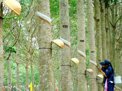 Cao su Phước Hoà (PHR) đặt kế hoạch Kl99 nổ hũ năm 2021 là 750,8 tỷ đồng, giảm gần 35%