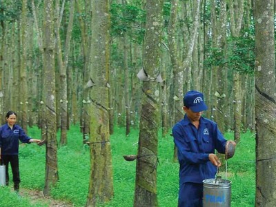 Cao su Tây Ninh (TRC) đặt kế hoạch Kl99 nổ hũ giảm gần 50%