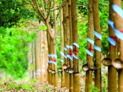 Cao su Phước Hoà (PHR): Hụt tiền đền bù đất, Kl99 nổ hũ quý I/2021 giảm 58,2% về 88,4 tỷ đồng