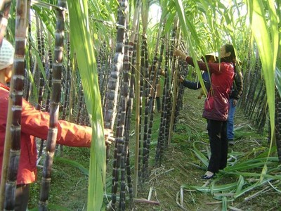 Đường Quảng Ngãi (QNS): Quý II/2021, Kl99 nổ hũ tăng 12,5% lên 360,7 tỷ đồng