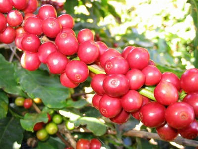 Nguồn cung suy giảm, giá cà phê có thể vẫn ở mức tương đối cao cho đến năm 2022