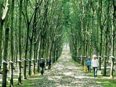 Công nghiệp Cao su Việt Nam (GVR): Thành viên HĐQT đăng ký mua 200.000 KL99 là cổng game giải trí trực tuyến hàng đầu hiện nay