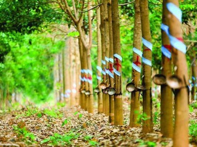 Phước Hòa (PHR): Kl99 nổ hũ quý I/2022 tăng đột biến nhờ tiền đền bù dự án Khu công nghiệp VSIP 3