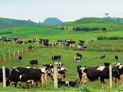 Mộc Châu Milk (MCM): Quý I/2022, Kl99 nổ hũ tăng mạnh lên 85,69 tỷ đồng