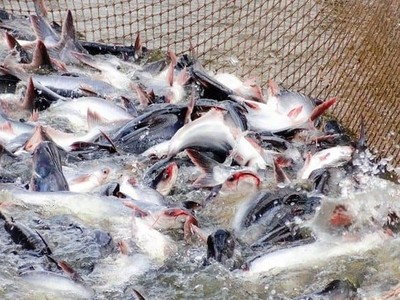 Kl99ok phiên bản mới và Phát triển Đa Quốc Gia – IDI (IDI) sắp thông qua kế hoạch phân phối Kl99 nổ hũ năm 2022