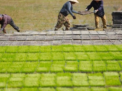 Thiếu hụt gạo trên toàn cầu sẽ đạt mức lớn nhất trong 20 năm
