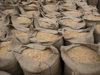 Ấn Độ cấm xuất khẩu gạo trắng non-Basmati