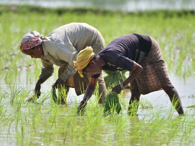 Quốc gia nào sẽ bị ảnh hưởng lớn nhất bởi lệnh cấm xuất khẩu gạo của Ấn Độ