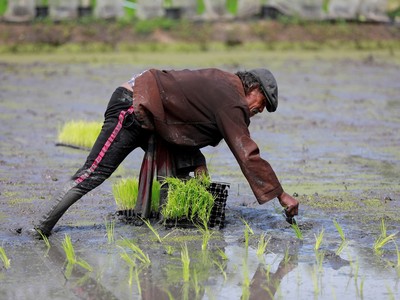 Thái Lan khẳng định không dừng xuất khẩu gạo để hưởng lợi từ lệnh cấm xuất khẩu của Ấn Độ