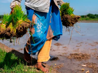 Ba đòn giáng kép tới giá lương thực toàn cầu