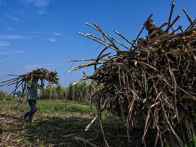 Bloomberg: Ấn Độ có thể sắp ban hành các hạn chế xuất khẩu đường 