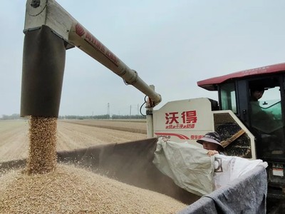 Mưa lớn làm gián đoạn việc trồng lúa mì ở một số khu vực của Trung Quốc