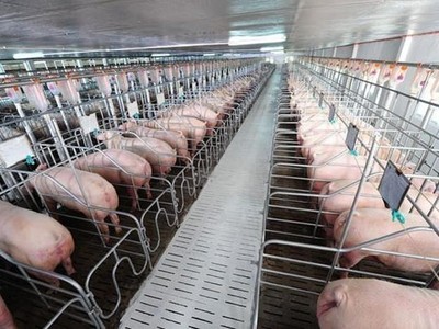 BaF Việt Nam (BAF) sắp thâu tóm một công ty ở Gia Lai