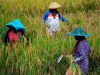 Người dân Indonesia chật vật với giá gạo cao kỷ lục