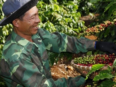 Giá cà phê tăng vọt khi nông dân chuyển sang trồng sầu riêng