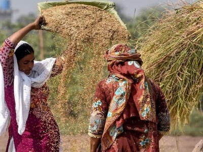 Xuất khẩu gạo của Pakistan đạt kỷ lục sau lệnh cấm xuất khẩu của Ấn Độ
